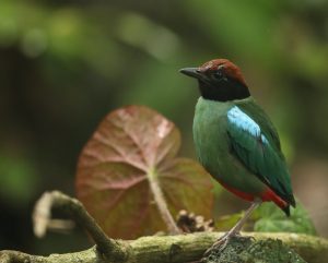 Western Hooded Pitta, 绿胸八色鸫, Pitta sordida-gallery-