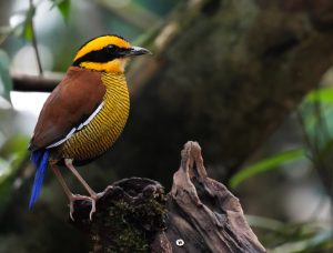 Bornean Banded Pitta, 马来蓝尾八色鸫, Hydrornis irena-gallery-