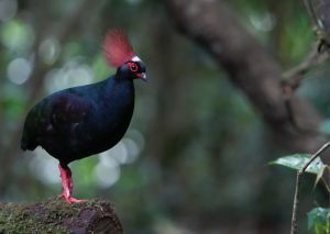 Crested Partridge, 冕鹧鸪, Rollulus rouloul-gallery-