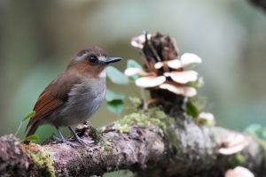 Eyebrowed Jungle Flycatcher, 白眉林鹟, Vauriella gularis-gallery-