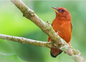 Rufous Piculet, 棕啄木鸟, Sasia abnormis-gallery-