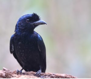 Greater Racket-tailed Drongo, 大盘尾, Dicrurus paradiseus-gallery-