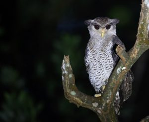 Barred Eagle Owl, 马来雕鸮, Bubo sumatranus-gallery-