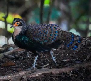 Bornean Peacock-Pheasant, 加里曼丹孔雀雉, Polyplectron schleiermacheri-gallery-