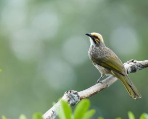 Straw-headed Bulbul, 黄冠鹎, Pycnonotus zeylanicus-gallery-