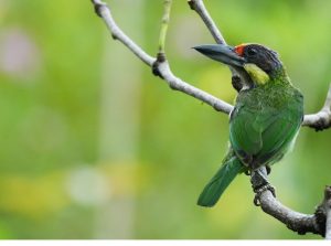 Golden-whiskered Barbet, 金须拟䴕, Psilopogon chrysopogon-gallery-