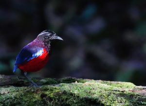 Black-crowned Pitta, 黑头八色鸫, Erythropitta ussheri-gallery-