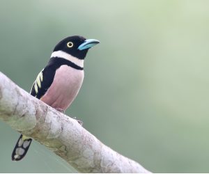 Black-and-Yellow Broadbill, 黑黄阔嘴鸟, Eurylaimus ochromalus-gallery-