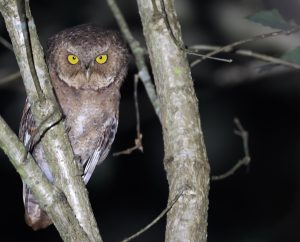 Mountain Scops Owl, 黄嘴角鸮, Otus spilocephalus-gallery-