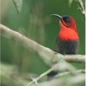 Crimson Sunbird, 黄腰太阳鸟, Aethopyga siparaja-gallery-