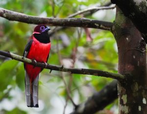 Diard’s Trogon, 紫顶咬鹃, Harpactes diardii-gallery-