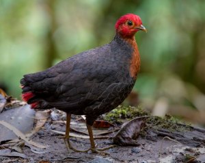 Crimson-headed Partridge, 红头林鹧鸪, Haematortyx sanguiniceps-gallery-