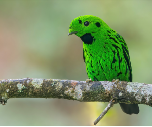 Whitehead’s Broadbill, 黑喉绿阔嘴鸟, Calyptomena whiteheadi-gallery-