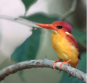 Rufous-backed Kingfisher, 三趾翠鸟, Ceyx erithaca-gallery-