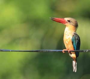 Stork-billed Kingfisher, 鹳嘴翡翠, Pelargopsis capensis-gallery-