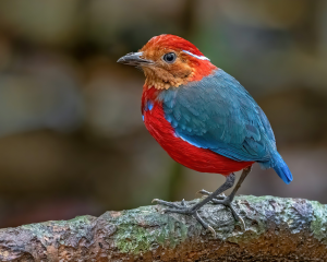 Blue-banded Pitta, 蓝斑八色鸫, Erythropitta arquata-gallery-