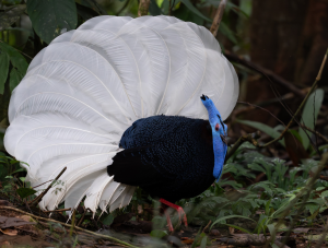 Bulwer’s Pheasant, 鳞背鹇, Lophura bulweri-gallery-