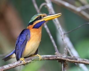 Rufous-collared Kingfisher, 栗领翡翠, Actenoides concretus-gallery-