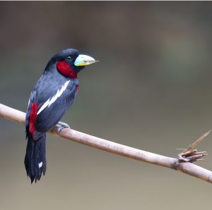 Black-and-Red Broadbill, 黑红阔嘴鸟, Cymbirhynchus macrorhynchos-gallery-