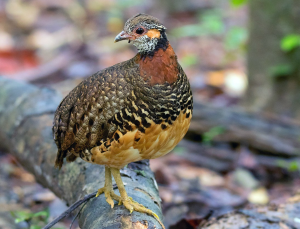 Chestnut-necklaced Partridge, 栗胸山鹧鸪, Tropicoperdix charltonii-gallery-