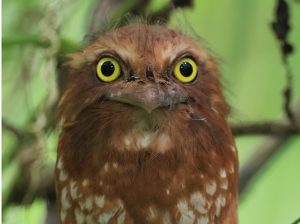 Sumatran Frogmouth, 苍头蟆口鸱, Batrachostomus poliolophus-gallery-