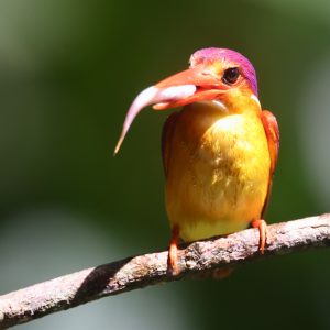 Rufous-backed Dwarf Kingfisher, 三趾翠鸟, Ceyx erithaca-gallery-