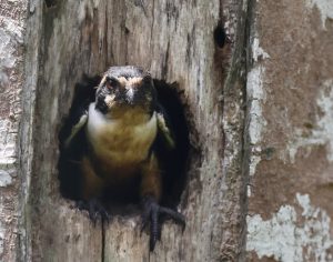 Black-thighed Falconet, 黑腿小隼, Microhierax fringillarius-gallery-