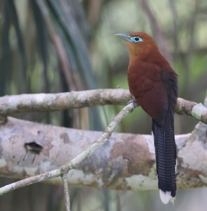 Raffles Malkoha, 棕胸地鹃, Rhinortha chlorophaea-gallery-