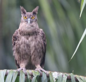 Dusky Eagle Owl, 乌雕鸮, Bubo coromandus-gallery-