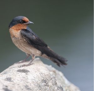 Pacific Swallow, 洋斑燕, Hirundo tahitica-gallery-