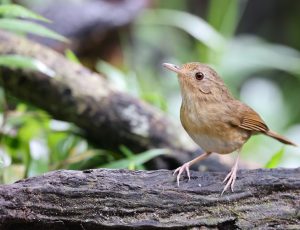 Buff-breasted Babbler, 棕胸雅鹛, Pellorneum tickelli-gallery-