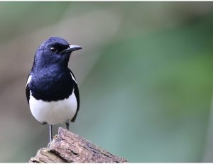 Oriental Magpie Robin, 鹊鸲, Copsychus saularis-gallery-