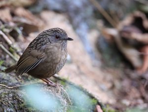 Streaked Wren-Babbler, 短尾鹪鹛, Napothera brevicaudata-gallery-