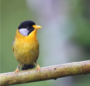 Silver-eared Mesia, 银耳相思鸟, Leiothrix argentauris-gallery-