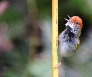 Dark-necked Tailorbird, 黑喉缝叶莺, Orthotomus atrogularis-gallery-