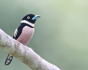 Black-and-Yellow Broadbill, 黑黄阔嘴鸟, Eurylaimus ochromalus-gallery-