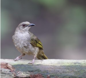 Olive-winged Bulbul, 橄榄褐鹎, Pycnonotus plumosus-gallery-