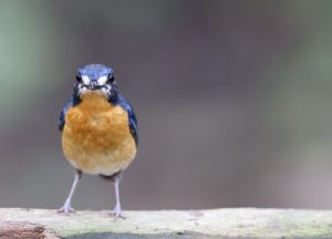 Mangrove Blue Flycatcher, 红树仙鹟, Cyornis rufigastra-gallery-