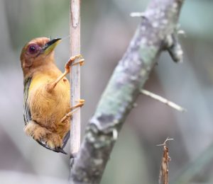 Rufous Piculet, 棕啄木鸟, Sasia abnormis-gallery-