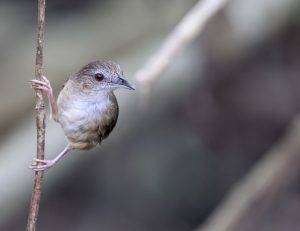 Abbott’s Babbler, 阿氏雅鹛, Malacocincla abbotti-gallery-