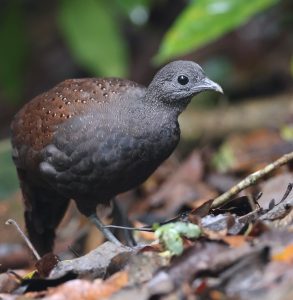 Mountain Peacock Pheasant, 山孔雀雉, Polyplectron inopinatum-gallery-