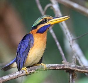 Rufous-collared Kingfisher, 栗领翡翠, Actenoides concretus-gallery-