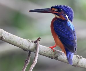 Blue-eared Kingfisher, 蓝耳翠鸟, Alcedo meninting-gallery-