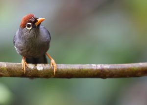 Chestnut-capped Laughingthrush, 栗头噪鹛, Pterorhinus mitratus-gallery-