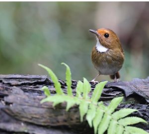 Rufous-browed Flycatcher, 棕眉姬鹟, Anthipes solitaris-gallery-