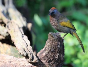 Malayan Laughingthrush, 马来噪鹛, Trochalopteron peninsulae-gallery-