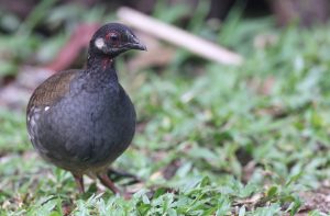 Malayan Partridge, 砍氏山鹧鸪, Arborophila campbelli-gallery-