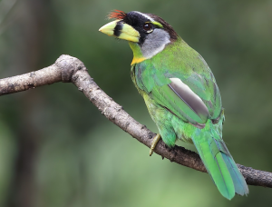 Fire-tufted Barbet, 火簇拟䴕, Psilopogon pyrolophus-gallery-