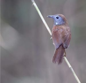 Chestnut-winged Babbler, 红翅穗鹛, Cyanoderma erythropterum-gallery-