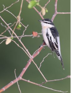 White-shouldered Triller, 白肩鸣鹃鵙, Lalage sueurii-gallery-